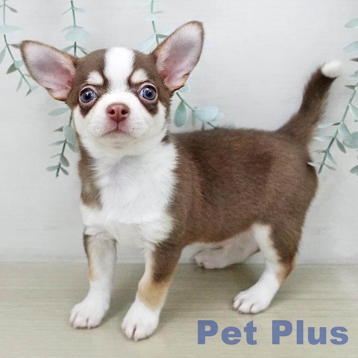 千葉県のチワワ(ロング) (ペッツワン 千葉ニュータウン店/2025年11月4日生まれ/男の子/チョコレートタンホワイト)の子犬の1枚目の画像