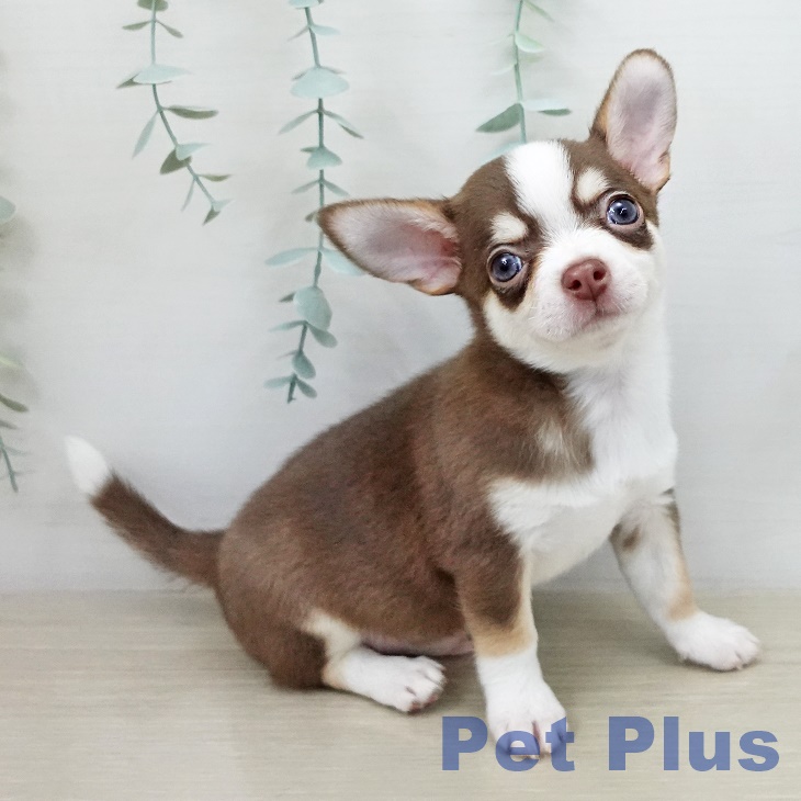 千葉県のチワワ(ロング) (ペッツワン 千葉ニュータウン店/2025年11月4日生まれ/男の子/チョコレートタンホワイト)の子犬の2枚目の画像