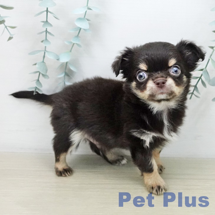 茨城県のチワワ(ロング) (ペットプラス つくば店/2025年11月5日生まれ/男の子/チョコレートタン)の子犬の1枚目の画像