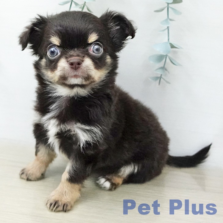 茨城県のチワワ(ロング) (ペットプラス つくば店/2025年11月5日生まれ/男の子/チョコレートタン)の子犬の2枚目の画像