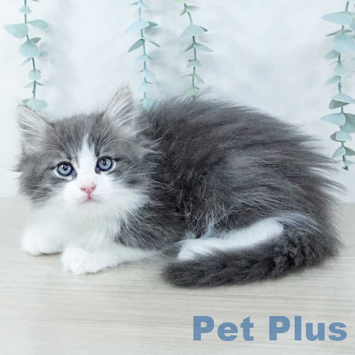 東京都のノルウェージャンフォレストキャット (ペットプラス 立川高島屋S.C.店/2025年11月7日生まれ/男の子/ブルーホワイト)の子猫の1枚目の画像