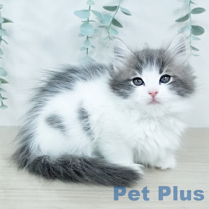 東京都のノルウェージャンフォレストキャット (ペットプラス 日の出店/2025年11月7日生まれ/女の子/ブルーホワイト)の子猫の1枚目の画像