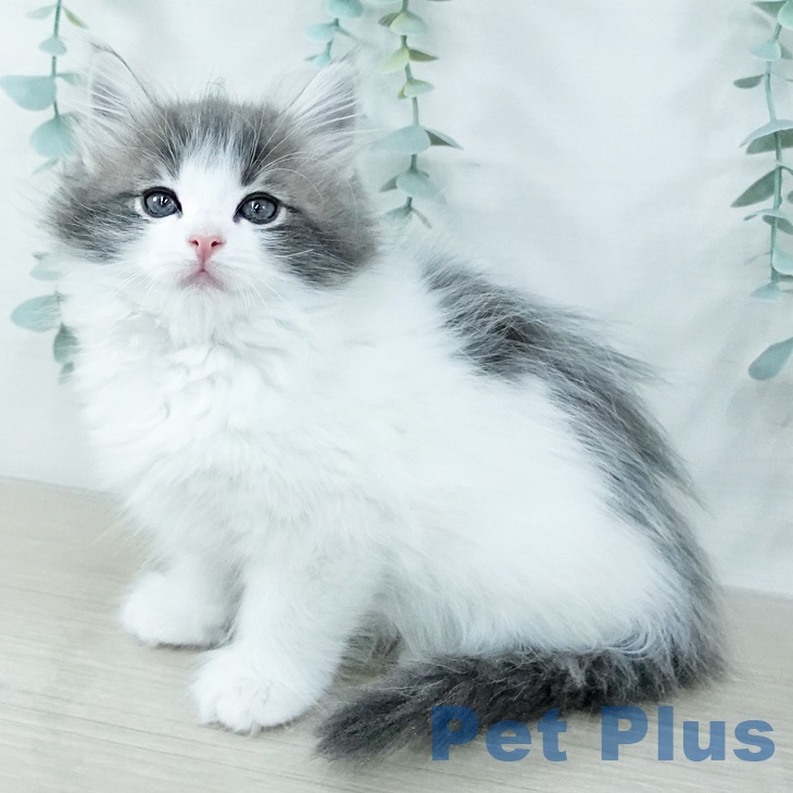 東京都のノルウェージャンフォレストキャット (ペットプラス 日の出店/2025年11月7日生まれ/女の子/ブルーホワイト)の子猫の2枚目の画像
