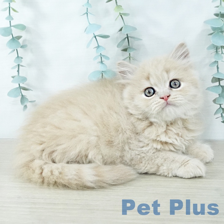 東京都のラガマフィン (ペットプラス アクアシティお台場店/2025年11月7日生まれ/男の子/クリームタビー)の子猫の1枚目の画像