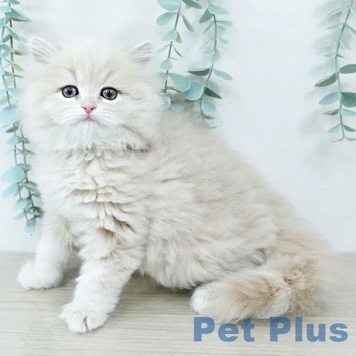 東京都のラガマフィン (ペットプラス 日の出店/2025年11月7日生まれ/女の子/クリームタビー)の子猫の1枚目の画像