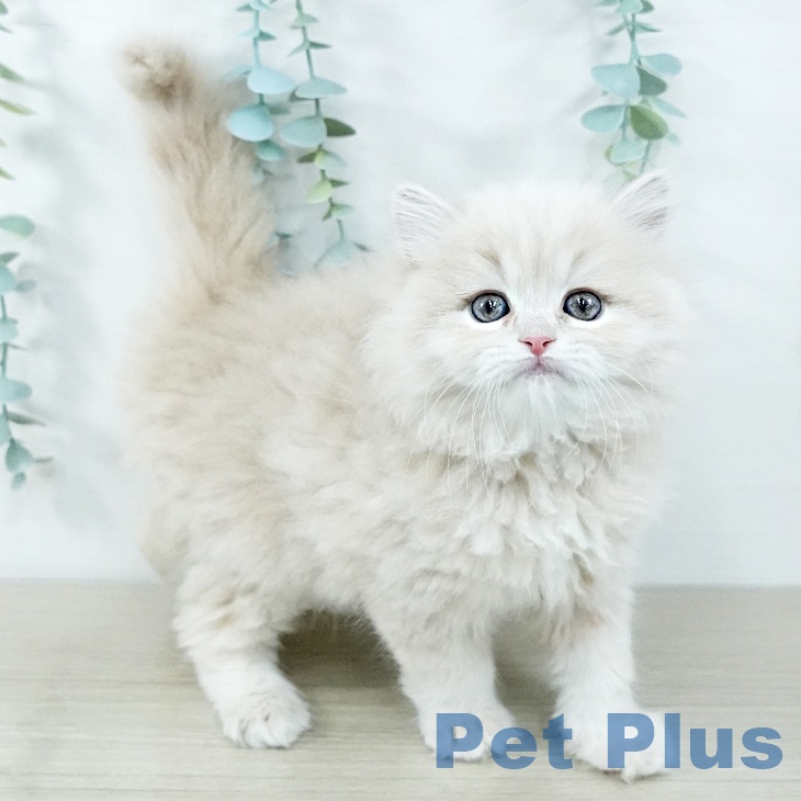 東京都のラガマフィン (ペットプラス 日の出店/2025年11月7日生まれ/女の子/クリームタビー)の子猫の2枚目の画像