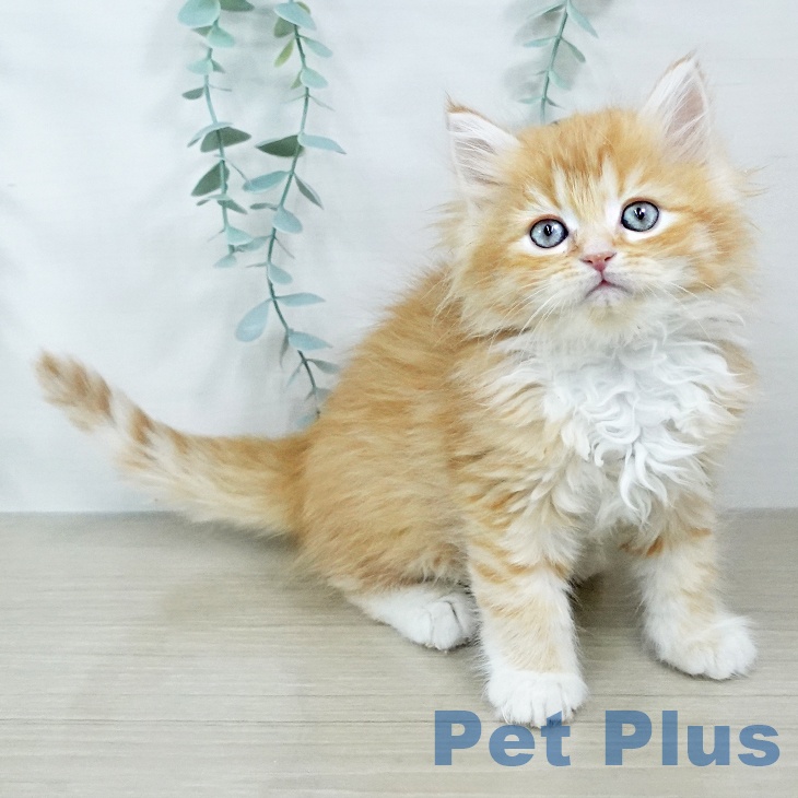 埼玉県のラガマフィン (ペットプラス 上尾店/2025年11月7日生まれ/女の子/レッドタビーホワイト)の子猫の2枚目の画像