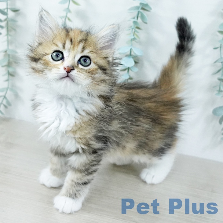 神奈川県のラガマフィン (ペットプラス 座間店/2025年11月7日生まれ/女の子/ブラウンパッチドタビーホワイト)の子猫の1枚目の画像