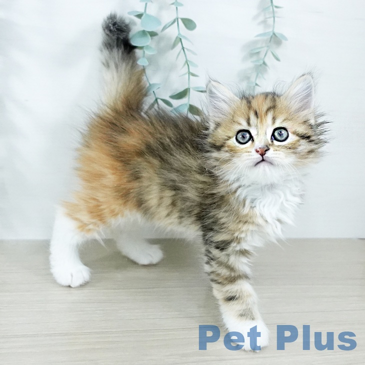 神奈川県のラガマフィン (ペットプラス 座間店/2025年11月7日生まれ/女の子/ブラウンパッチドタビーホワイト)の子猫の2枚目の画像