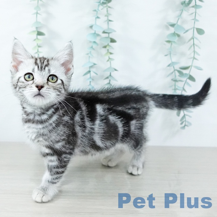 茨城県のアメリカンショートヘアー (ペットプラス つくば店/2025年11月7日生まれ/女の子/シルバータビー)の子猫の1枚目の画像