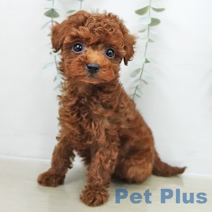 茨城県のトイプードル(トイ) (ペットプラス つくば店/2025年11月7日生まれ/男の子/レッド)の子犬の2枚目の画像