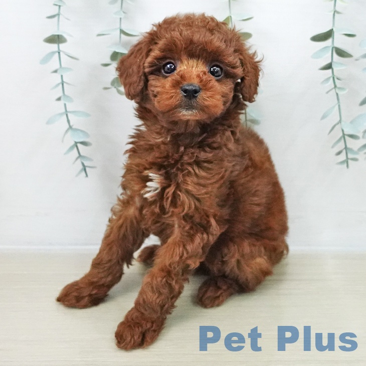 神奈川県のトイプードル(トイ) (ペットプラス テラスモール湘南店/2025年11月7日生まれ/女の子/レッド)の子犬の1枚目の画像