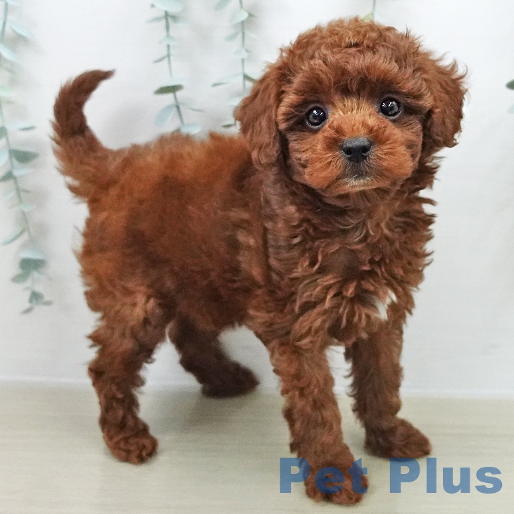 神奈川県のトイプードル(トイ) (ペットプラス テラスモール湘南店/2025年11月7日生まれ/女の子/レッド)の子犬の2枚目の画像