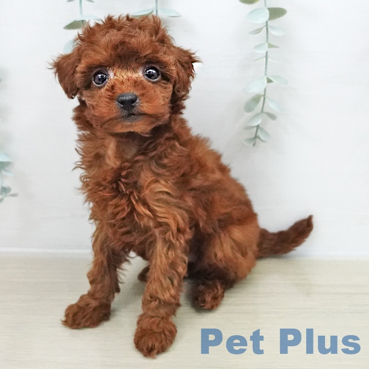 東京都のトイプードル(トイ) (ペットプラス アクアシティお台場店/2025年11月7日生まれ/女の子/レッド)の子犬