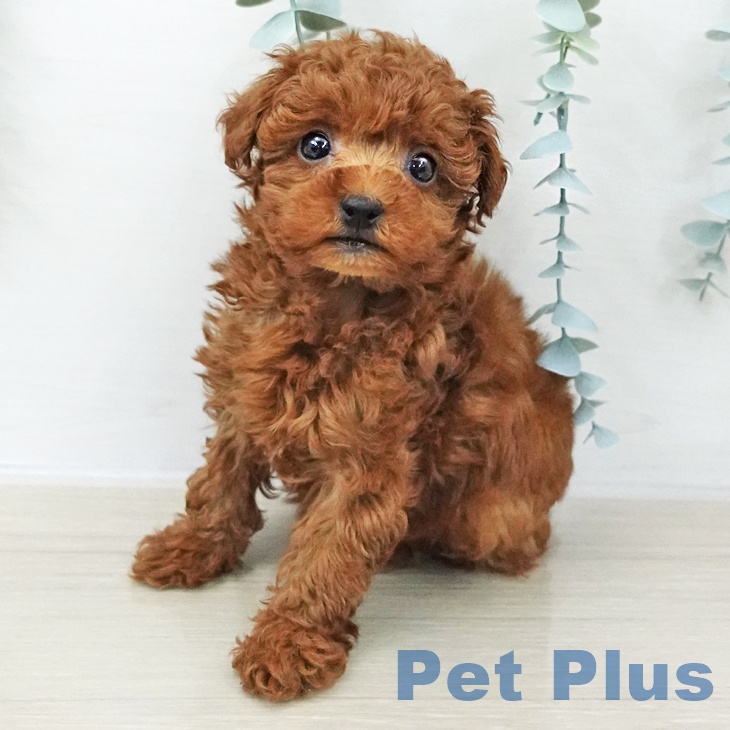 千葉県のトイプードル(トイ) (ペットプラス 幕張新都心店/2025年11月7日生まれ/女の子/レッド)の子犬の1枚目の画像