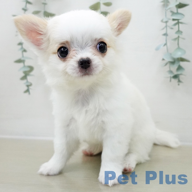 東京都のチワワ(ロング) (ペットプラス 日の出店/2025年11月7日生まれ/女の子/ホワイトクリーム)の子犬の2枚目の画像