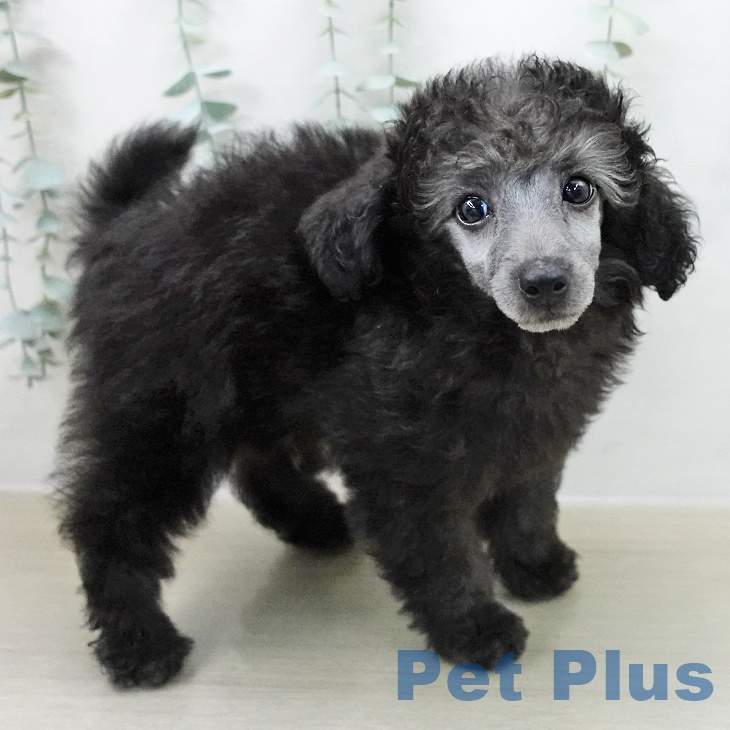 埼玉県のトイプードル(トイ) (ペットプラス 羽生店/2025年11月5日生まれ/男の子/グレー)の子犬の2枚目の画像