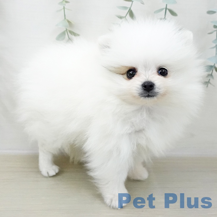 千葉県のポメラニアン (ペットプラス 幕張新都心店/2025年11月8日生まれ/男の子/パーティーカラー)の子犬の2枚目の画像