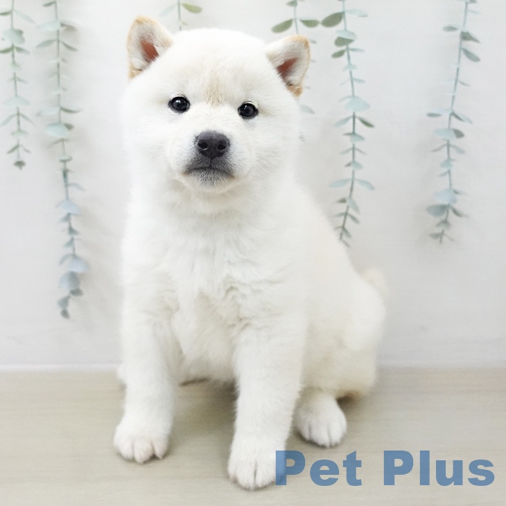 岩手県の柴犬(標準サイズ) (ペットプラス 盛岡南店/2025年11月8日生まれ/男の子/淡赤)の子犬