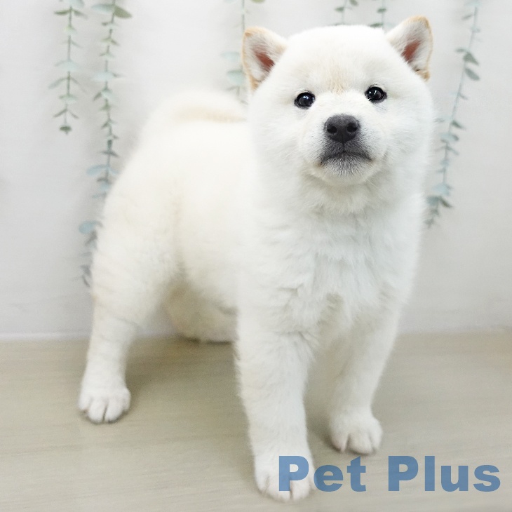 岩手県の柴犬(標準サイズ) (ペットプラス 盛岡南店/2025年11月8日生まれ/男の子/淡赤)の子犬の2枚目の画像