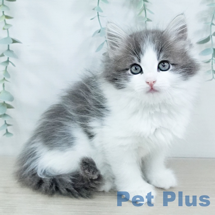 神奈川県のノルウェージャンフォレストキャット (ペットプラス ゆめが丘ソラトス店/2025年11月7日生まれ/女の子/ブルーホワイト)の子猫の1枚目の画像