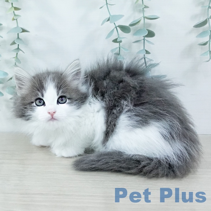 神奈川県のノルウェージャンフォレストキャット (ペットプラス ゆめが丘ソラトス店/2025年11月7日生まれ/女の子/ブルーホワイト)の子猫の2枚目の画像