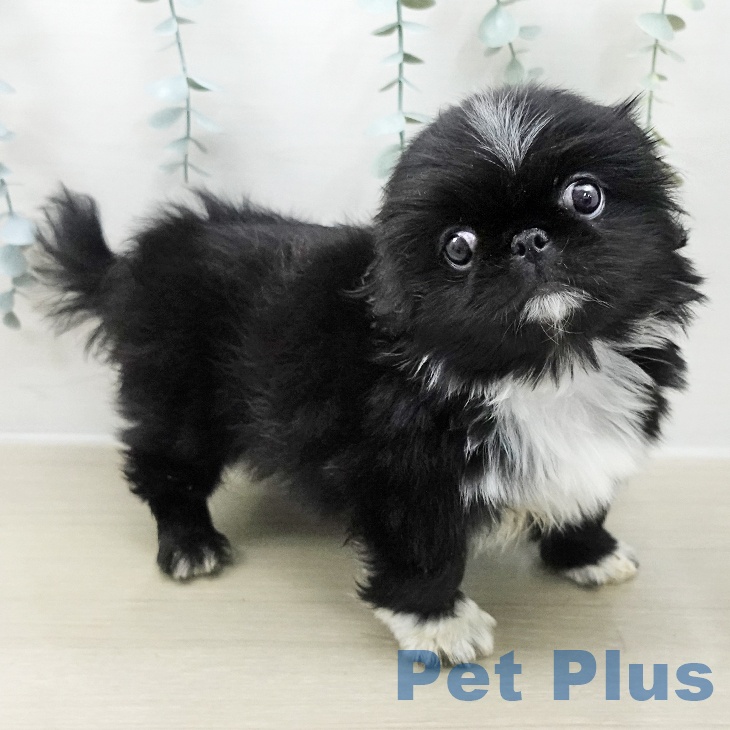 東京都のペキニーズ (ペットプラス むさし村山店/2025年11月9日生まれ/男の子/ブラックホワイト)の子犬の1枚目の画像
