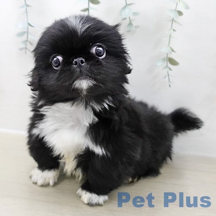 東京都のペキニーズ (ペットプラス むさし村山店/2025年11月9日生まれ/男の子/ブラックホワイト)の子犬の2枚目の画像