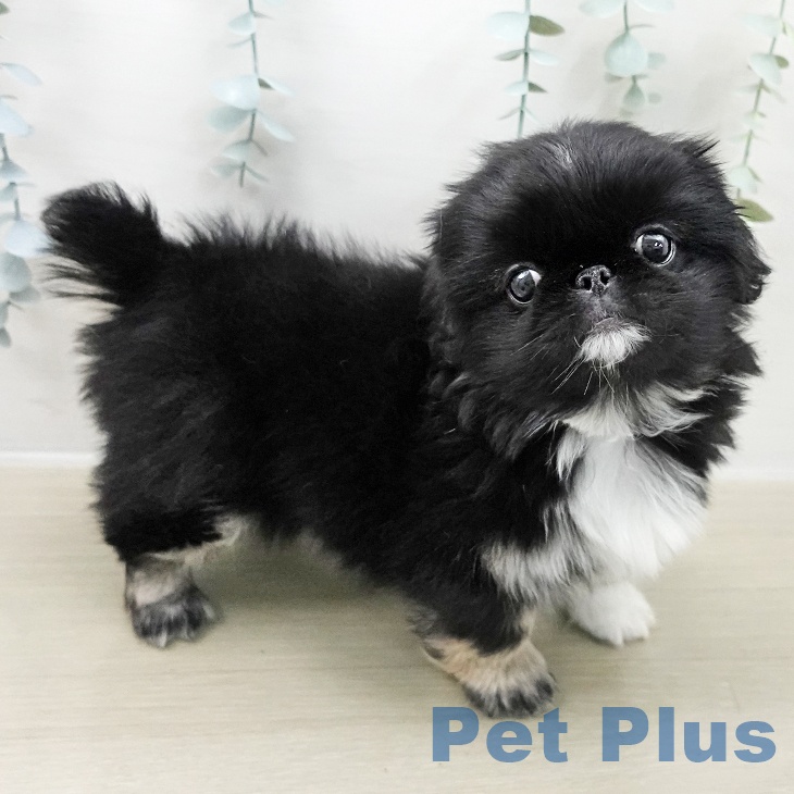 神奈川県のペキニーズ (ペットプラス テラスモール湘南店/2025年11月9日生まれ/女の子/ブラックホワイト)の子犬の1枚目の画像