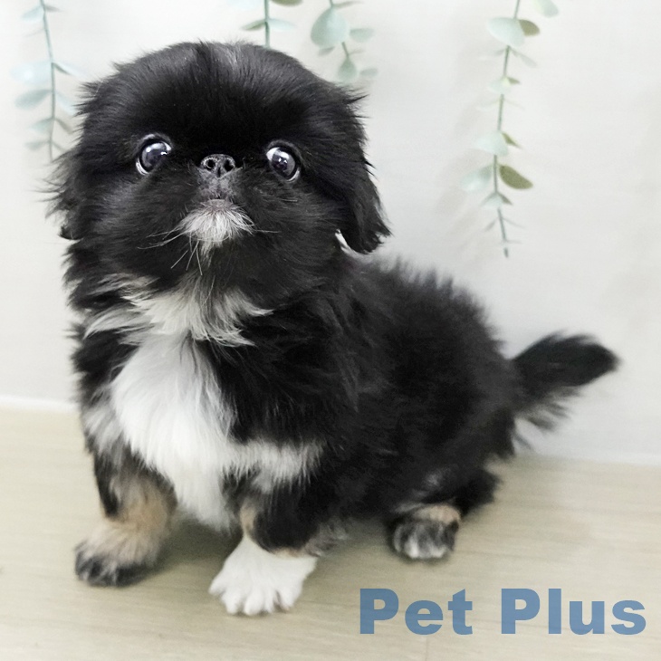 神奈川県のペキニーズ (ペットプラス テラスモール湘南店/2025年11月9日生まれ/女の子/ブラックホワイト)の子犬の2枚目の画像