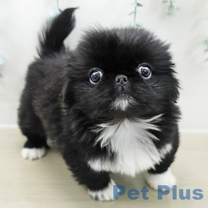 東京都のペキニーズ (ペットプラス アクアシティお台場店/2025年11月9日生まれ/女の子/ブラックホワイト)の子犬の1枚目の画像