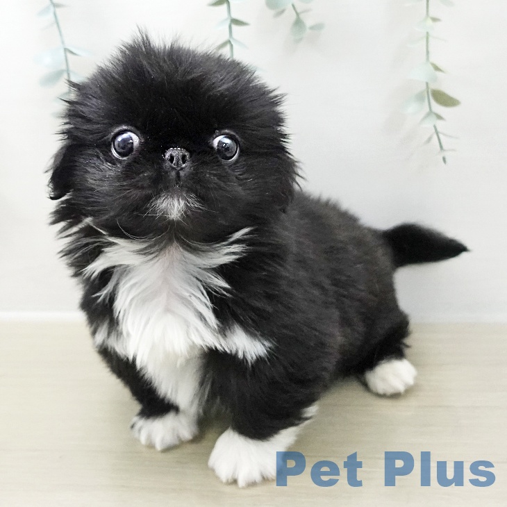 東京都のペキニーズ (ペットプラス アクアシティお台場店/2025年11月9日生まれ/女の子/ブラックホワイト)の子犬の2枚目の画像