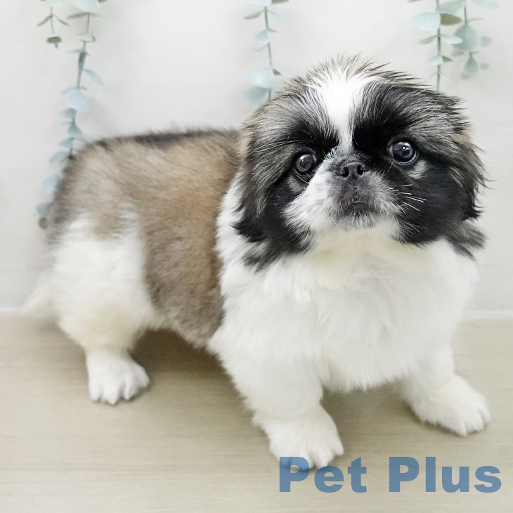 東京都のペキニーズ (ペットプラス 日の出店/2025年11月9日生まれ/女の子/フォーンホワイト)の子犬の1枚目の画像