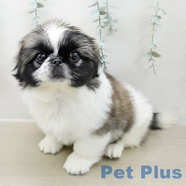 東京都のペキニーズ (ペットプラス 日の出店/2025年11月9日生まれ/女の子/フォーンホワイト)の子犬の2枚目の画像