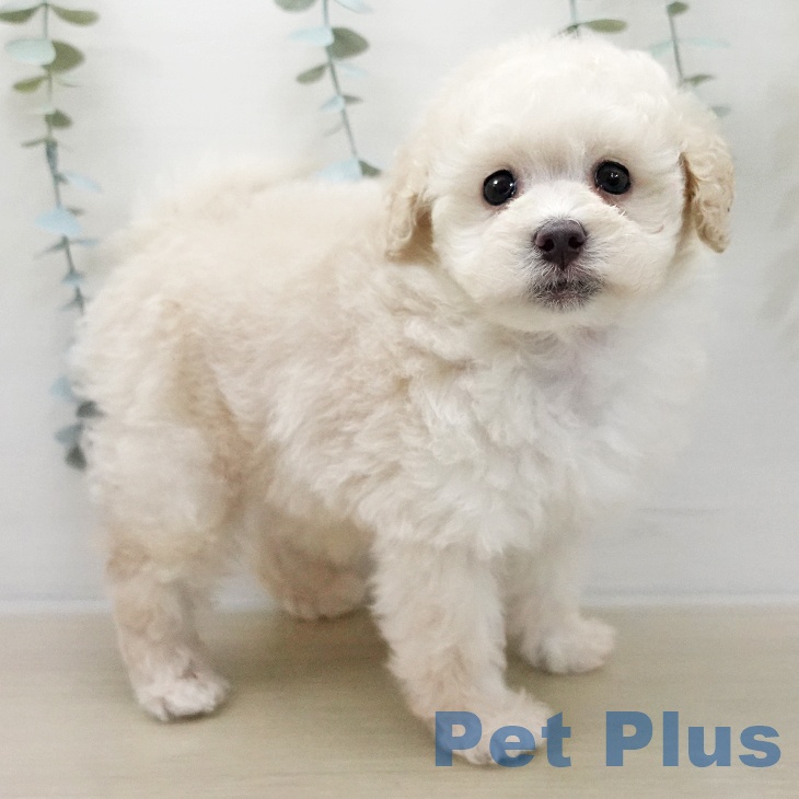 埼玉県のトイプードル(トイ) (ペットプラス 羽生店/2025年11月8日生まれ/男の子/クリーム)の子犬の1枚目の画像
