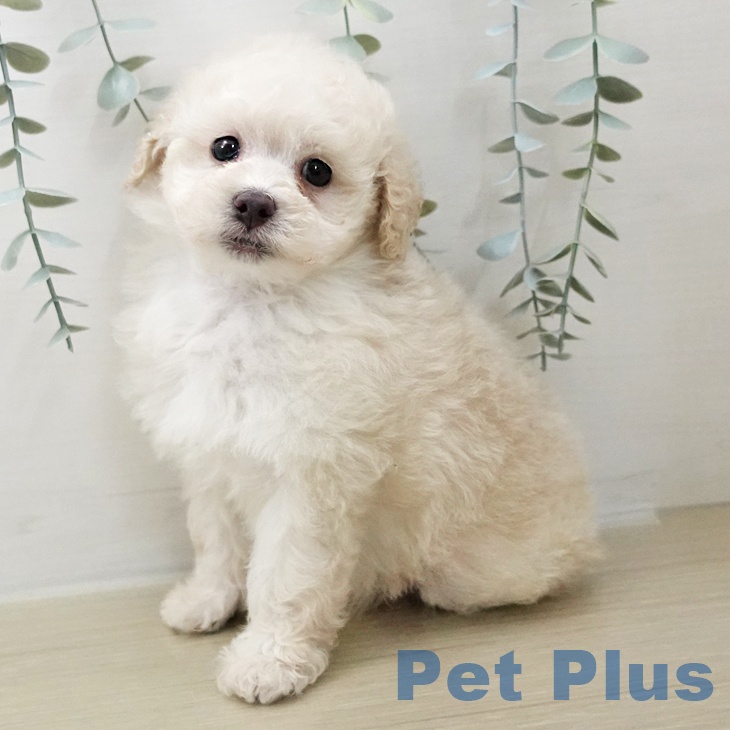 埼玉県のトイプードル(トイ) (ペットプラス 羽生店/2025年11月8日生まれ/男の子/クリーム)の子犬の2枚目の画像