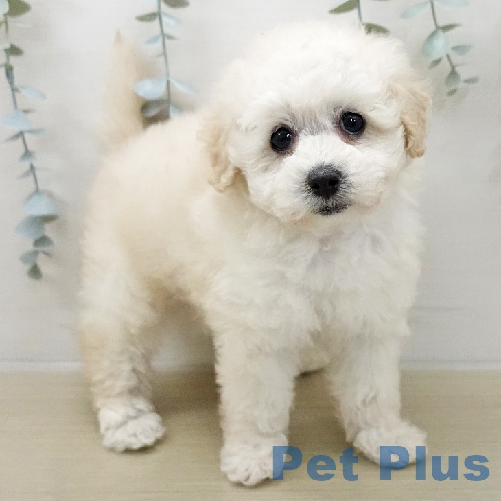 岩手県のトイプードル(トイ) (ペットプラス 盛岡南店/2025年11月8日生まれ/女の子/ホワイト)の子犬の1枚目の画像