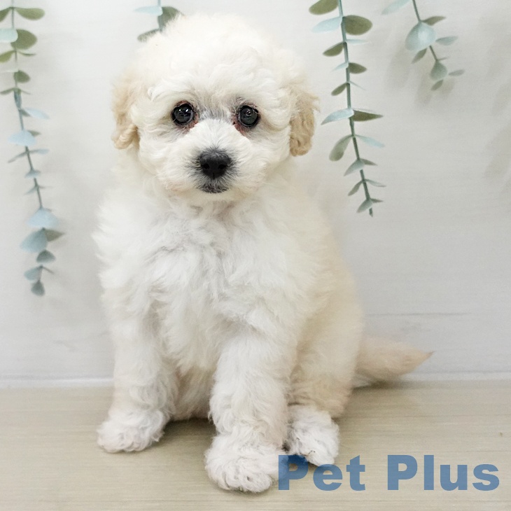 岩手県のトイプードル(トイ) (ペットプラス 盛岡南店/2025年11月8日生まれ/女の子/ホワイト)の子犬の2枚目の画像