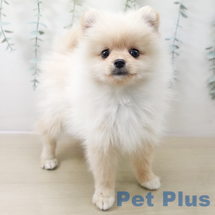 東京都のポメラニアン (ペットプラス 立川高島屋S.C.店/2025年11月10日生まれ/男の子/クリーム)の子犬の1枚目の画像