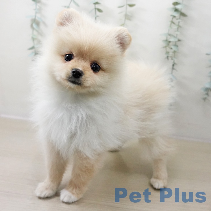 東京都のポメラニアン (ペットプラス 立川高島屋S.C.店/2025年11月10日生まれ/男の子/クリーム)の子犬の2枚目の画像