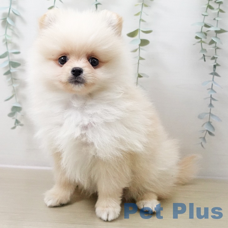 千葉県のポメラニアン (ペットプラス 幕張新都心店/2025年11月10日生まれ/男の子/クリーム)の子犬の2枚目の画像