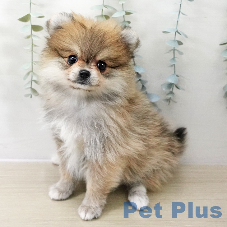 埼玉県のポメラニアン (ペットプラス 羽生店/2025年11月10日生まれ/男の子/オレンジ)の子犬の1枚目の画像