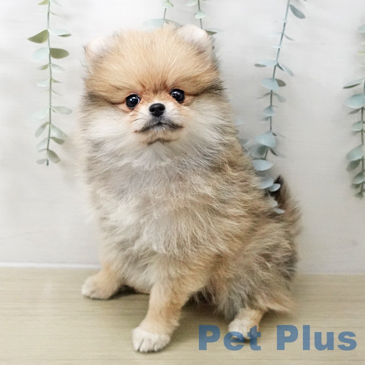 茨城県のポメラニアン (ペットプラス つくば店/2025年11月10日生まれ/女の子/オレンジ)の子犬の1枚目の画像