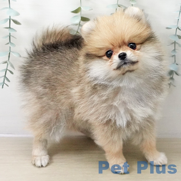 茨城県のポメラニアン (ペットプラス つくば店/2025年11月10日生まれ/女の子/オレンジ)の子犬の2枚目の画像