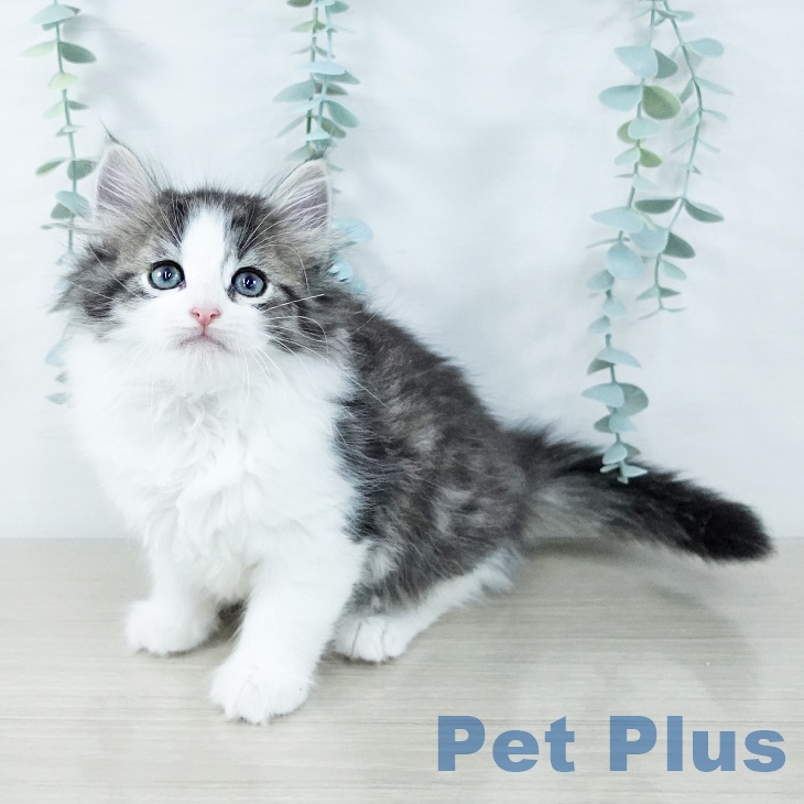 東京都のノルウェージャンフォレストキャット (ペットプラス アクアシティお台場店/2025年11月11日生まれ/男の子/ブラウンマッカレルタビーホワイト)の子猫の1枚目の画像
