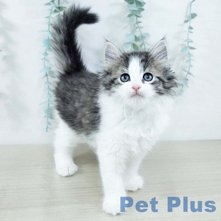 東京都のノルウェージャンフォレストキャット (ペットプラス アクアシティお台場店/2025年11月11日生まれ/男の子/ブラウンマッカレルタビーホワイト)の子猫の2枚目の画像