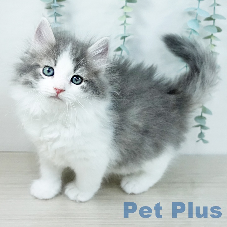 埼玉県のノルウェージャンフォレストキャット (ペットプラス コクーンシティ店/2025年11月11日生まれ/男の子/ブルーマッカレルタビーホワイト)の子猫の1枚目の画像
