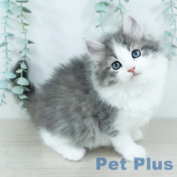 埼玉県のノルウェージャンフォレストキャット (ペットプラス コクーンシティ店/2025年11月11日生まれ/男の子/ブルーマッカレルタビーホワイト)の子猫の2枚目の画像