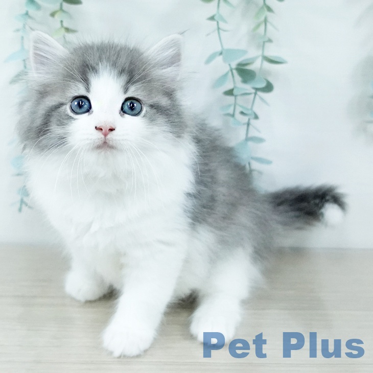 東京都のノルウェージャンフォレストキャット (ペットプラス むさし村山店/2025年11月11日生まれ/女の子/ブルーマッカレルタビーホワイト)の子猫の1枚目の画像