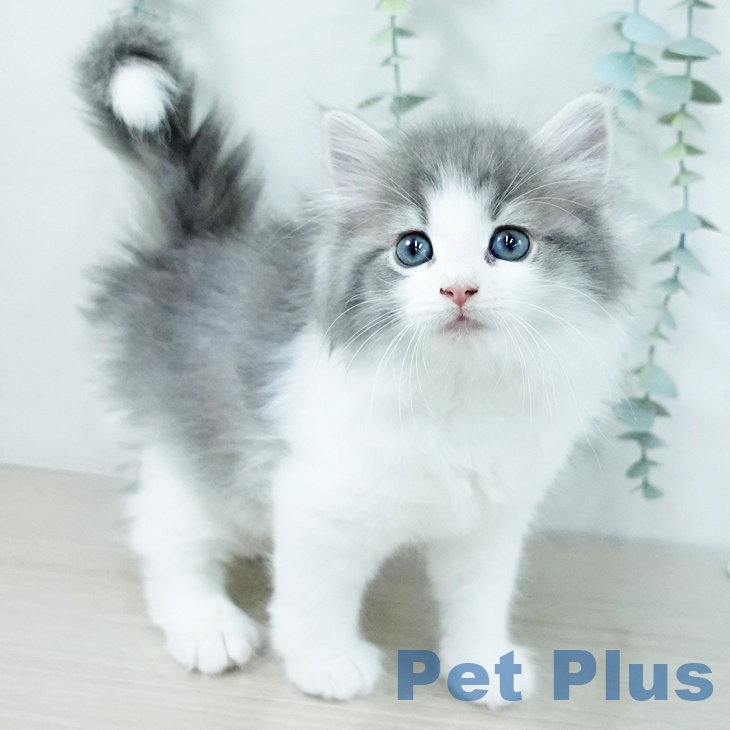 東京都のノルウェージャンフォレストキャット (ペットプラス むさし村山店/2025年11月11日生まれ/女の子/ブルーマッカレルタビーホワイト)の子猫の2枚目の画像